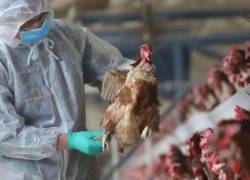 Expertos advierten de un virus de gripe aviar de rápida evolución