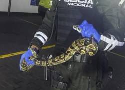 El reptil fue encontrado enredado entre las ruedas de un automóvil.