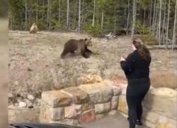 Se acercó a una osa grizzly para una foto y fue enviada a prisión: por suerte