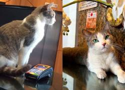 Gato callejero fue adoptado en un hotel y se convirtió en recepcionista