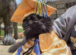 Un gato se graduó junto a su dueña luego de brindarle apoyo emocional durante la carrera universitaria