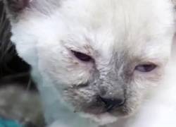 Policía rescata a un gato que estaba encerrado y drogado con metanfetamina; sus dueños enfrentan cargos