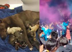 Estudiantes adoptan a perrita embarazada y le organizan un 'baby shower'