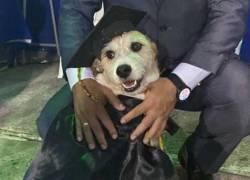 ¡Emotiva celebración!: colegio gradúa con toga y birrete a la mascota del plantel