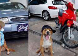 Concesionaria argentina conmueve las redes al contratar perros rescatados como vendedores
