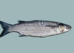 Fotografía de archivo que muestra una lisa sobre un fondo llano.