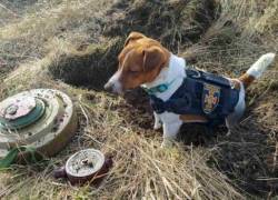 Este Jack Russell se ha convertido en un pequeño héroe para la población ucraniana.