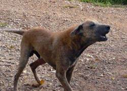 Los perros ferales serían los responsables de la muerte de animales de corral en Cotopaxi.