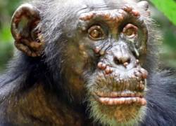 Se registra por primera vez lepra en chimpancés salvajes
