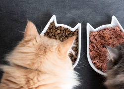 ¿Qué es el alimento húmedo para felinos y en qué cantidad se recomienda?