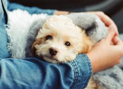 Mascotas con alergia: Tratamientos recomendados