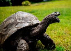 La tortuga Jonathan nació poco después de la muerte de Napoleón, en 1821.