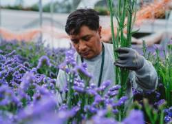 Fotografía referencial de un trabajador del sector florícola.