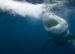Turista italiano muere atacado por un tiburón en Colombia