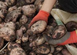 La papa es uno de los cultivos más representativos del Ecuador y una fuente de alimento, empleo y desarrollo para miles de familias agricultoras.