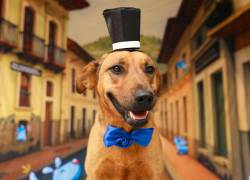 En las Fiestas de Quito, perritos vestidos de chullas están listos para ser adoptados