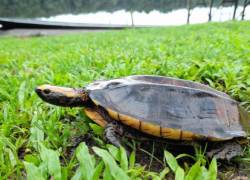 Fueron liberados luego de tres meses de valoración veterinaria.