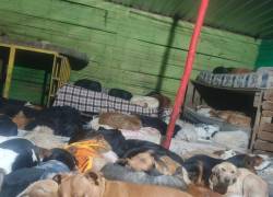 Quito: refugio Lucky Bienestar Animal avanza arreglos tras fuertes lluvias, pero aún necesitan ayuda