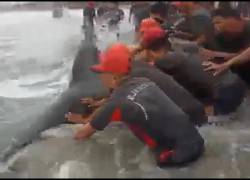 VIDEO: Militares salvaron a una ballena varada en Santa Elena