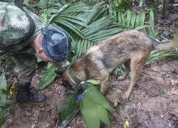 La operación continúa hasta recuperar a Wilson: Fuerzas Militares de Colombia no se retirarán de la selva hasta encontrar al can extraviado