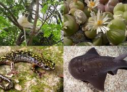 Iniciativa de Leonardo DiCaprio y Jeff Bezos destina USD 200 millones para salvar 100 especies, incluidas dos aves de Galápagos