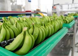 El gremio bananero hace un llamado al Gobierno para implementar alianzas comerciales que les permita competir en igualdad de condiciones que otros países.