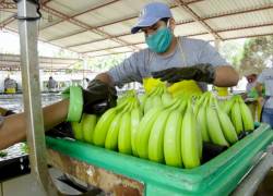 Este año la industria bananera de la región ha experimentado un incremento de costos en los precios de insumos.