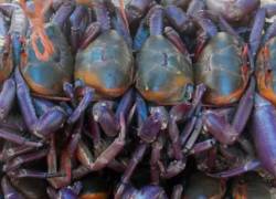 Foto general de atado de cangrejos