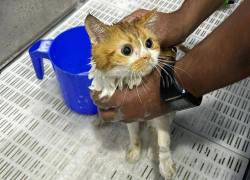 Uno de los gatos que fue rescatado siendo bañado por un voluntario.