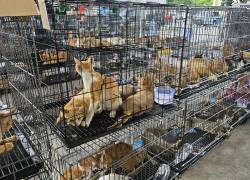 Rescatan a 400 gatos destinados al comercio ilegal de carne en Vietnam