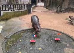 El hipopótamo viral Moo Deng predice una final entre Francia e Inglaterra para el Mundial