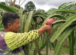 En Ecuador existen 1.528 hectáreas de producción de pitahaya.