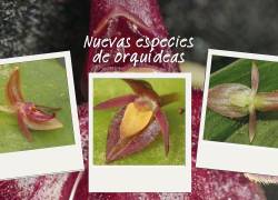 Collage de las nuevas orquideas descubiertas en la Amazonía