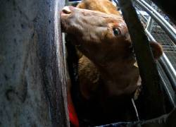 Ecuador lidera el camino hacia los derechos de los animales con nueva legislación en debate