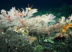 Fotografía cedida hoy por el Instituto Oceánico Schmidt que muestra un arrecife de coral en aguas profundas junto a las Islas Galápagos (Ecuador).