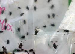La mosca invasora parasítica Philornis downsi llegó a las islas Galápagos por accidente en los años sesenta.