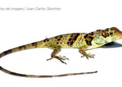 Anolis nemonteae fue hallada en la Reserva Buenaventura, ubicada en el sur del país, en la provincia de El Oro.