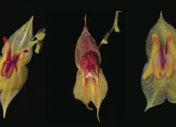 Tres nuevas especies de orquídeas fueron descubiertas en Ecuador.
