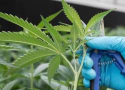 Uruguay propone una variedad de marihuana que pegue más para combatir el narcotráfico