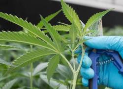 Uruguay propone una variedad de marihuana que pegue más para combatir el narcotráfico