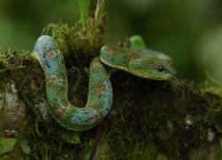 En esta área privada se encuentran 60 especies de reptiles.