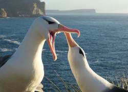 Solo el 1% de los albatros se separan luego de encontrar a su pareja, un porcentaje mucho más bajo que la tasa de divorcio en Reino Unido.