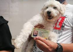 Una mascota con su cédula de identidad