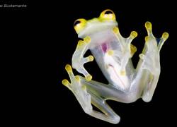 Se conoce como ranas de cristal al grupo de anfibios de la familia Centrolenidae, que poseen su piel dorsal transparente o completamente translúcida.