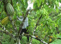 El sector cacaotero ecuatoriano ha invertido para proteger las plantaciones de la fruta.