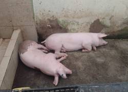 Los cerdos estaban en un espacio reducido de la cárcel de Bellavista en Santo Domingo de los Tsáchilas.