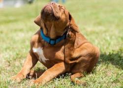 ¿Cómo prevenir la ehrlichiosis en nuestra mascotas?