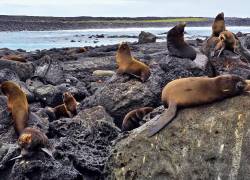 Las Islas Galápagos recibe reconocimiento internacional por su modelo de conservación y turismo sostenible