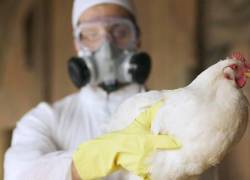 Esto afirma un estudio sobre el consumo de carne de pollo y huevos, tras brote de gripe aviar en Ecuador
