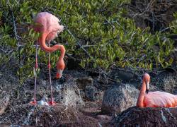 Flamingos anidan en la orilla de la laguna de agua salada.